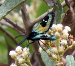 Chrysocale splendens