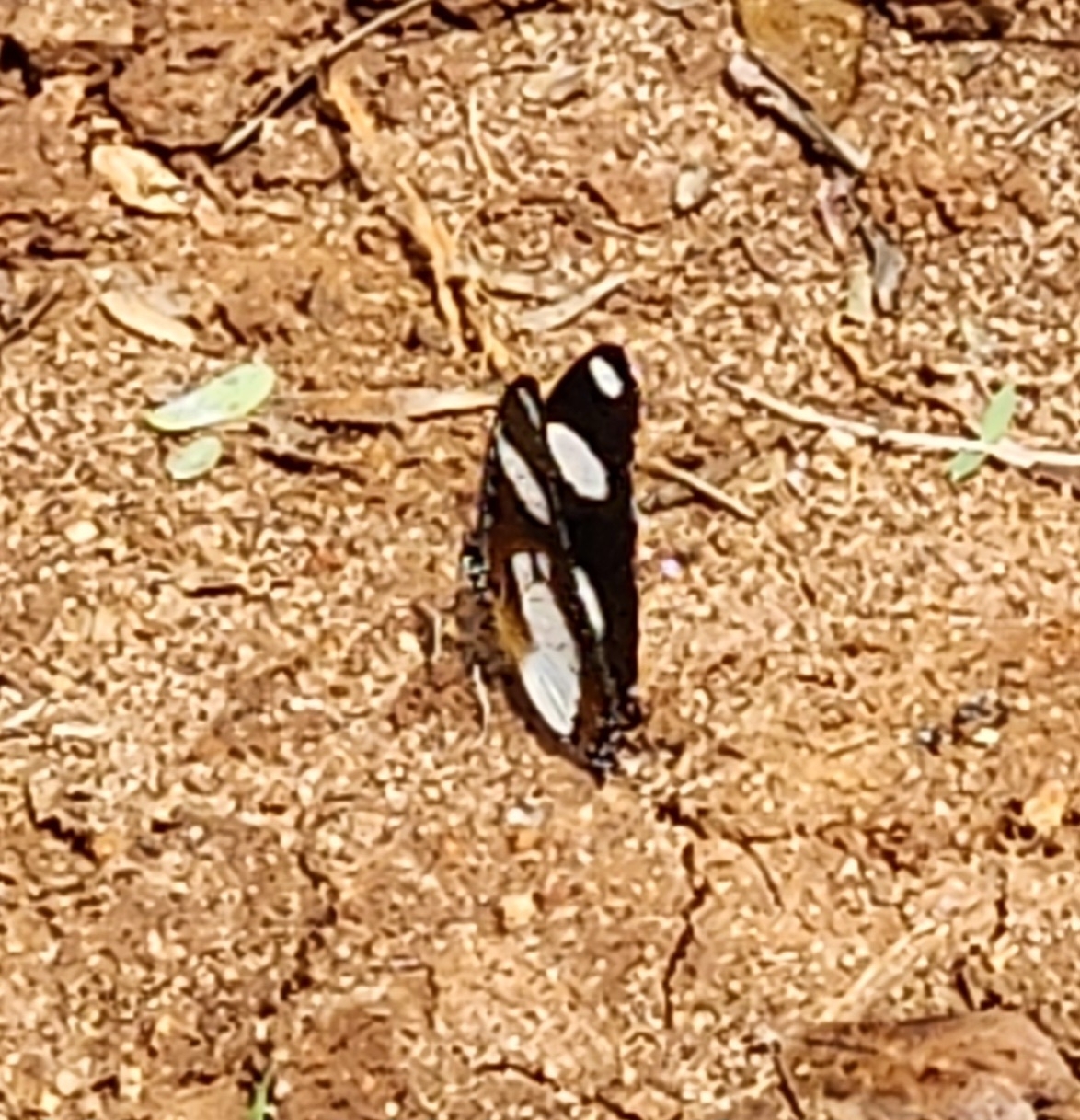 Danaid Eggfly