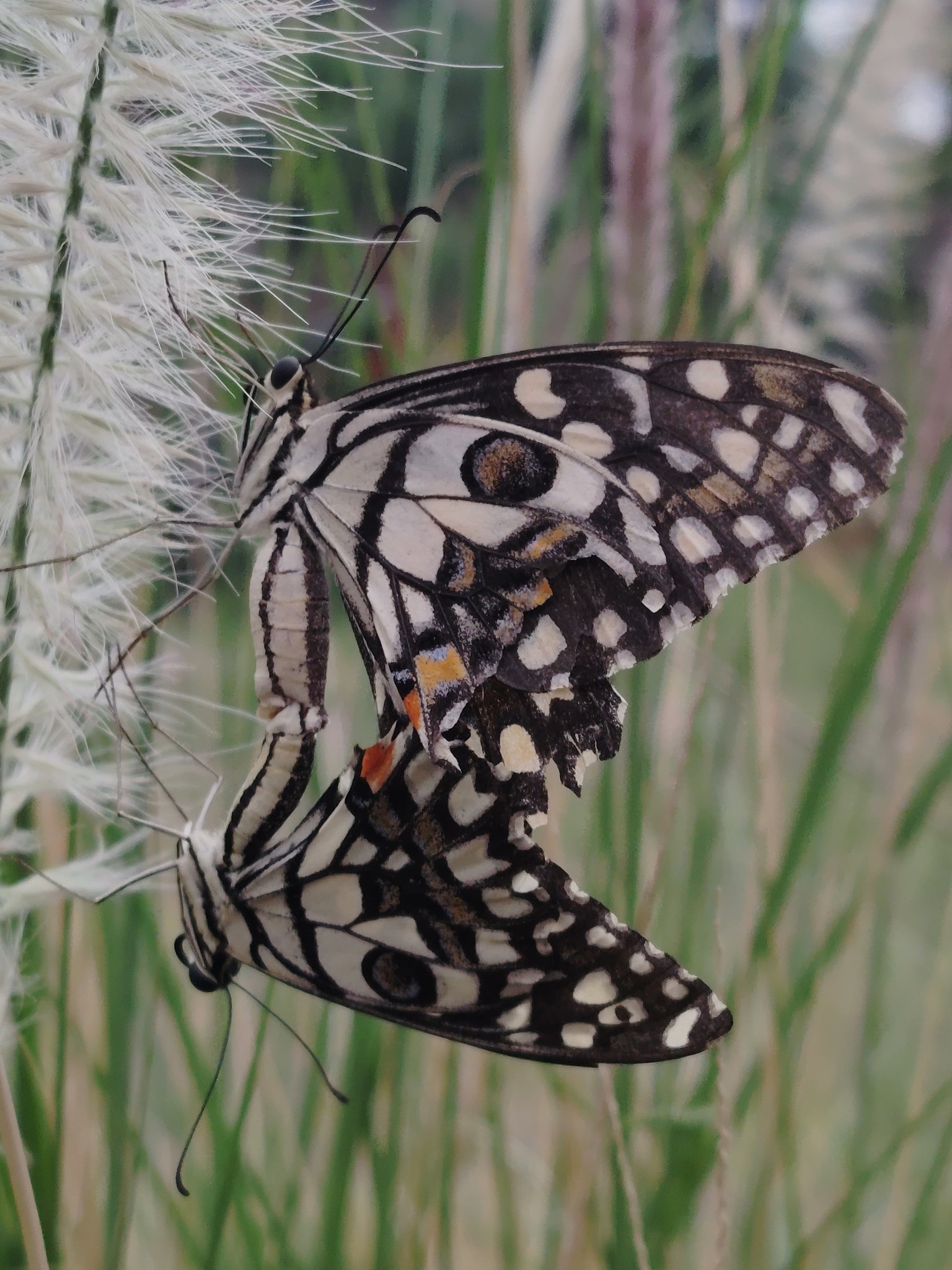 Lime Swallowtail