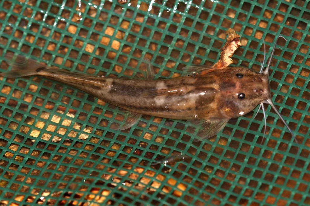 Mountain Catfish (Freshwater Fish of southern Africa) · iNaturalist