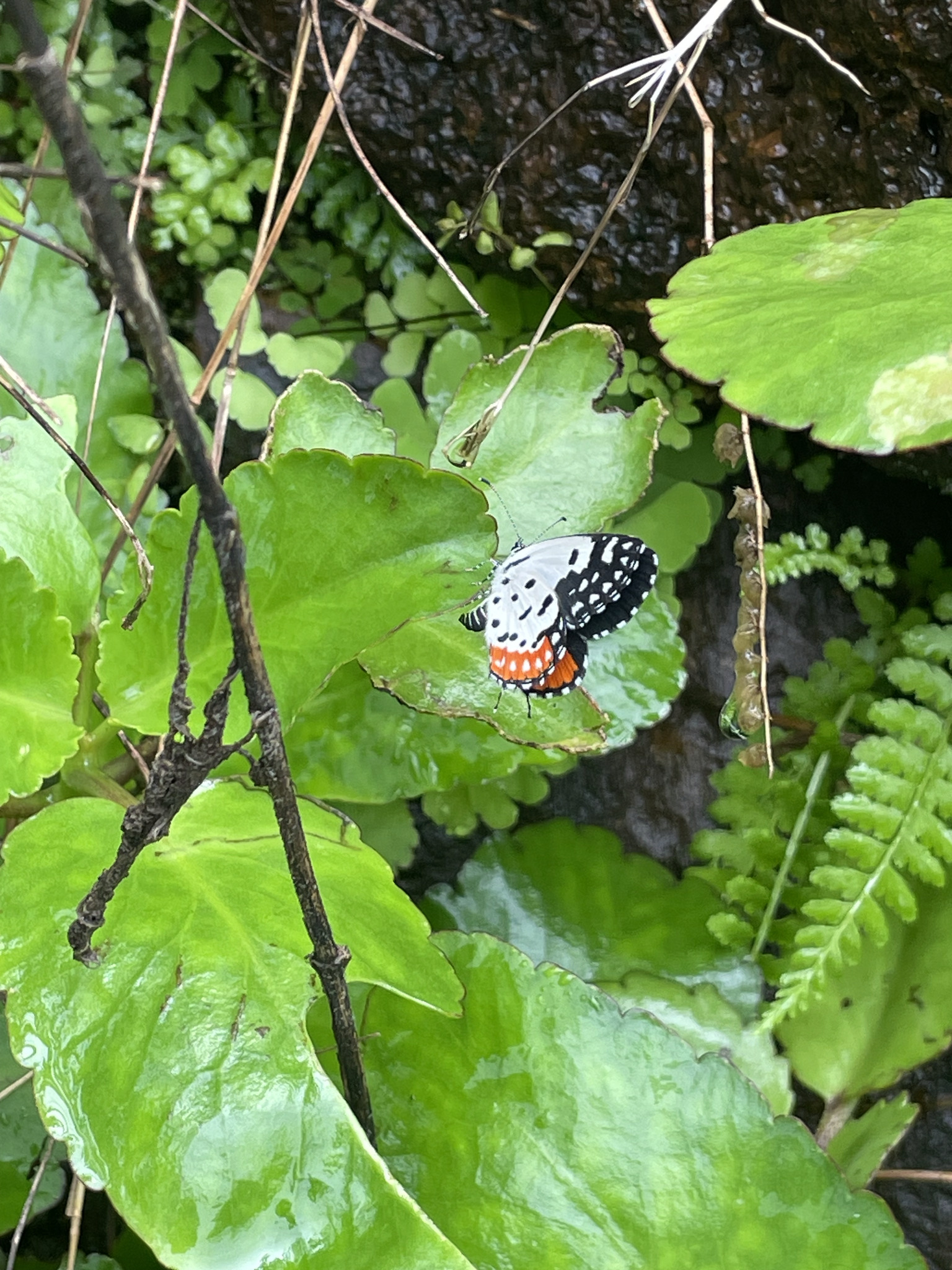 Red Pierrot