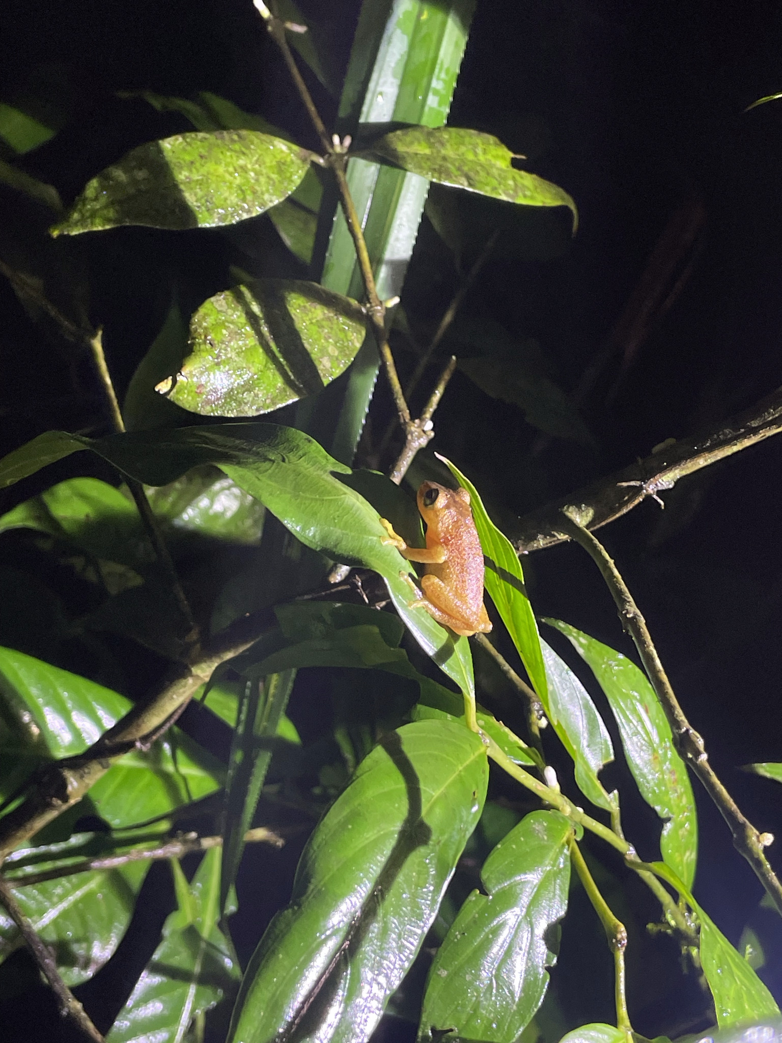 Blue Eyed Yellow Bush Frog