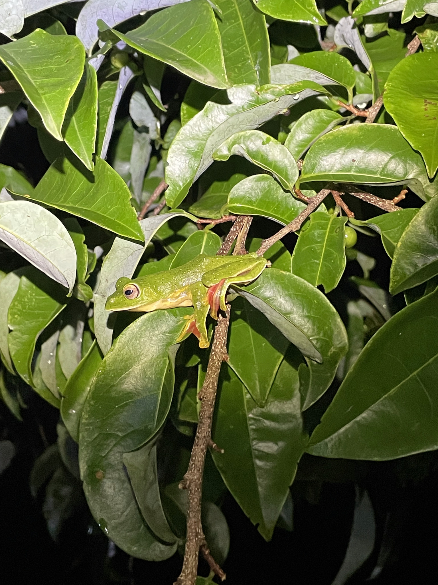 Malabar Gliding Tree Frog