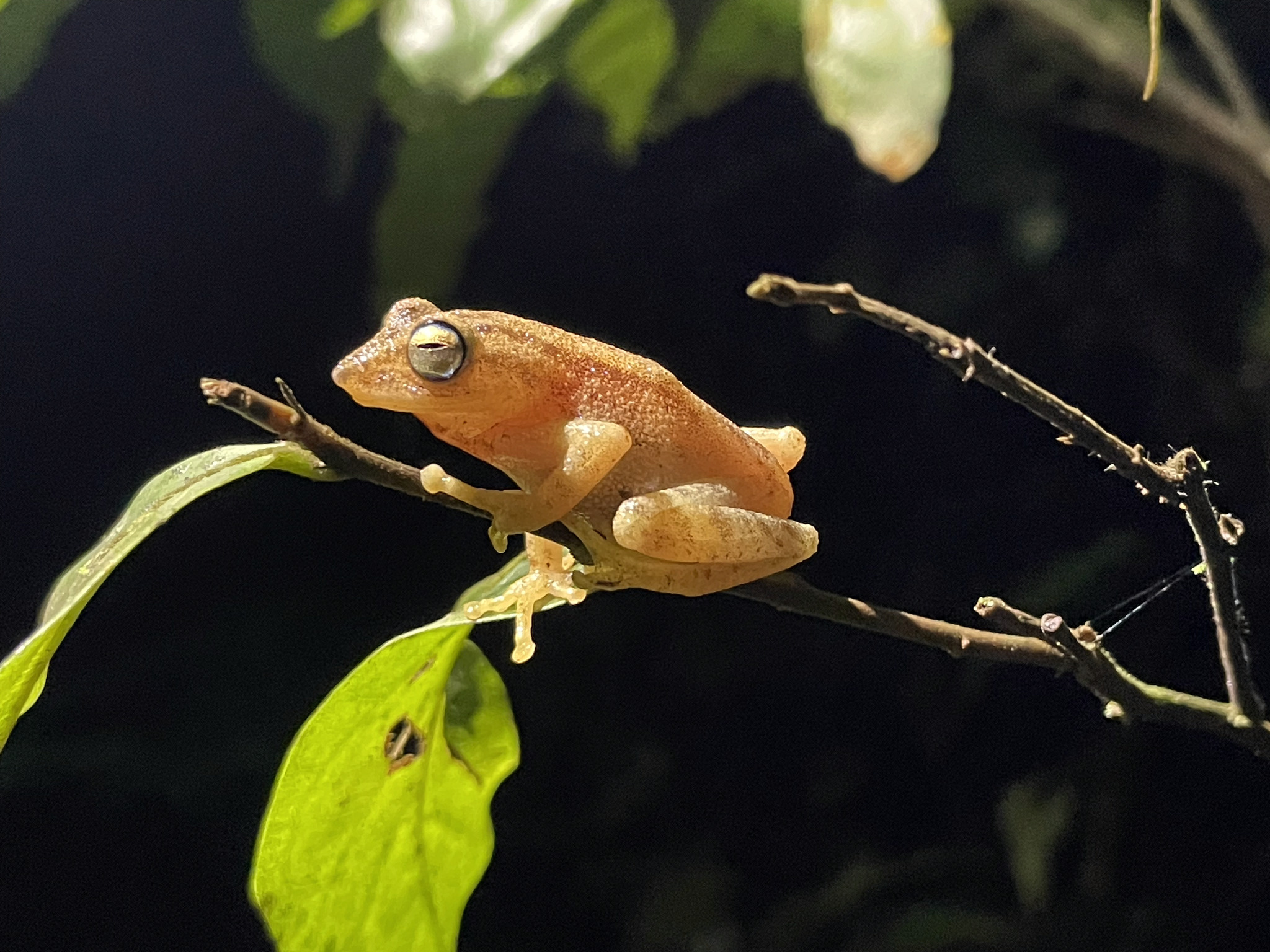 Blue Eyed Yellow Bush Frog
