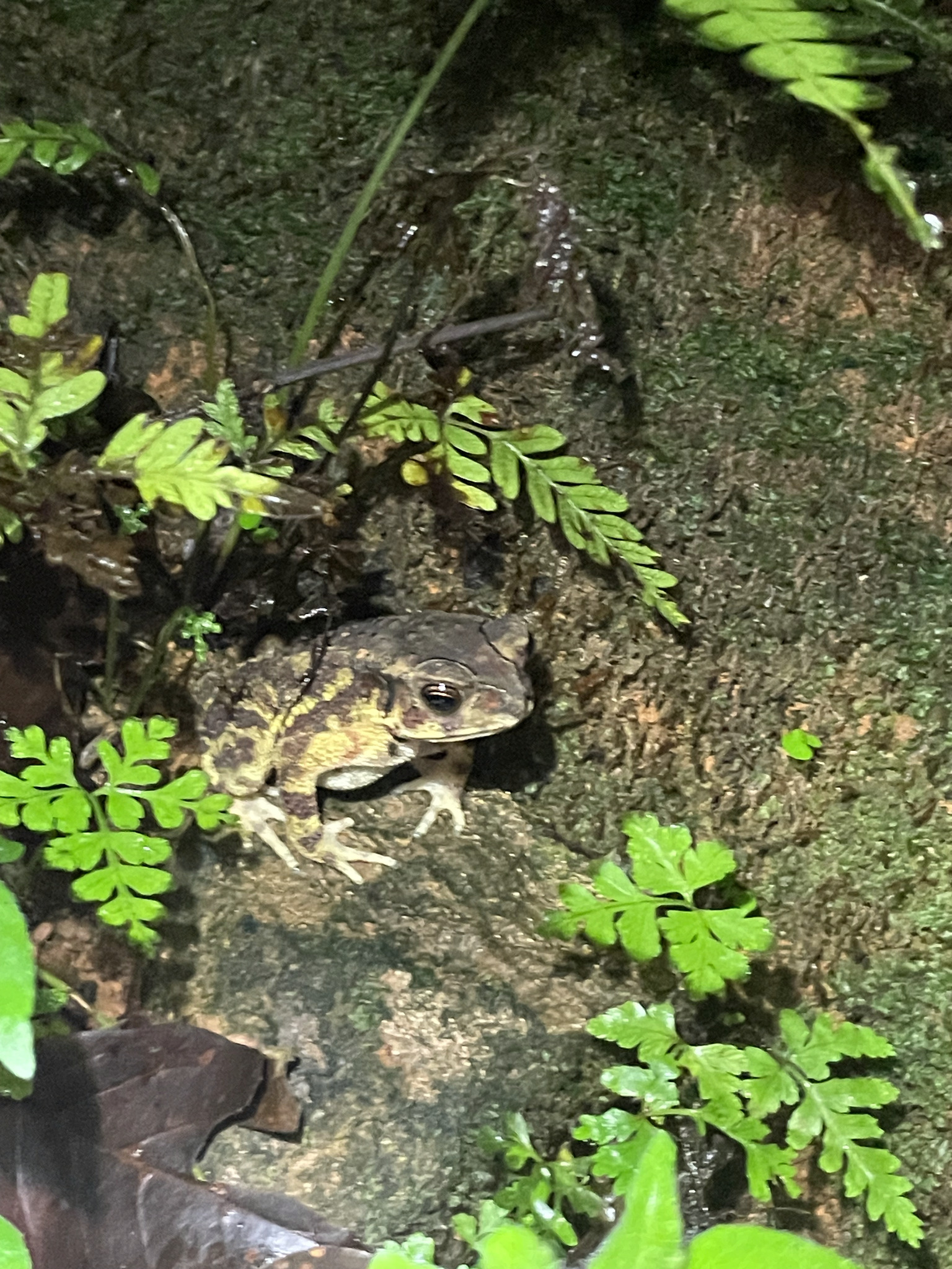 Indian Common True Toad