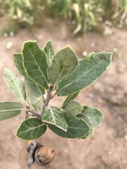 Quercus eduardii