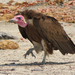 Hooded Vulture - Photo (c) lbarlas, some rights reserved (CC BY-NC), uploaded by lbarlas
