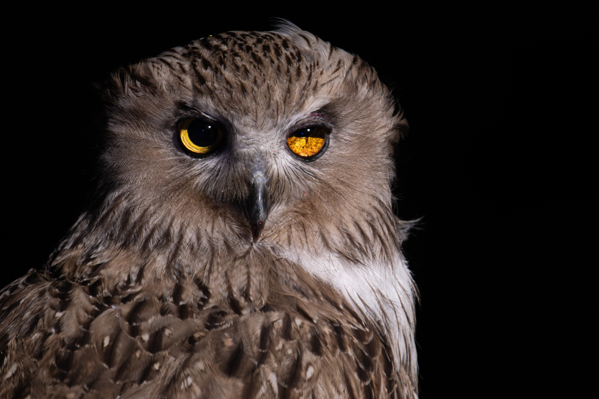 Blakiston's Fish-Owl illustration