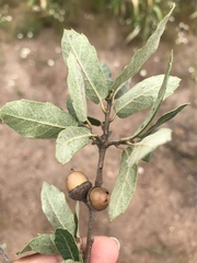 Quercus eduardii