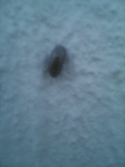 Armadillidium vulgare