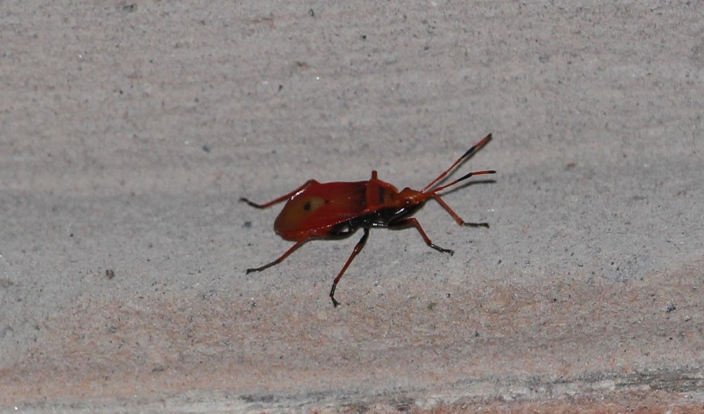 Dindymus thunbergi