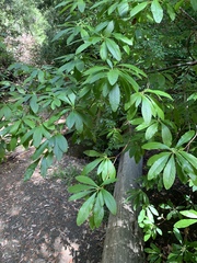 Rhododendron occidentale