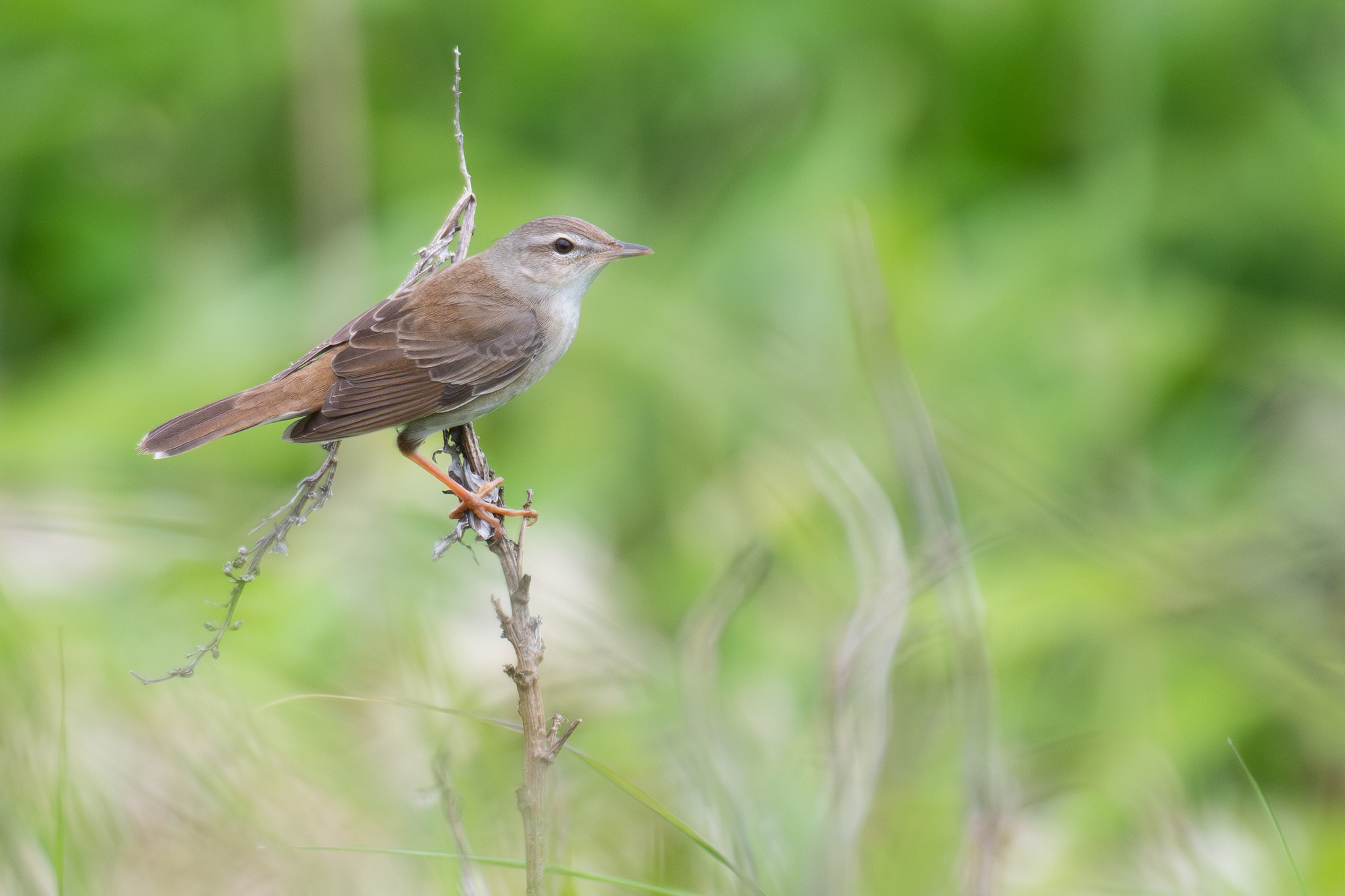 Middendorff's Grasshopper Warbler