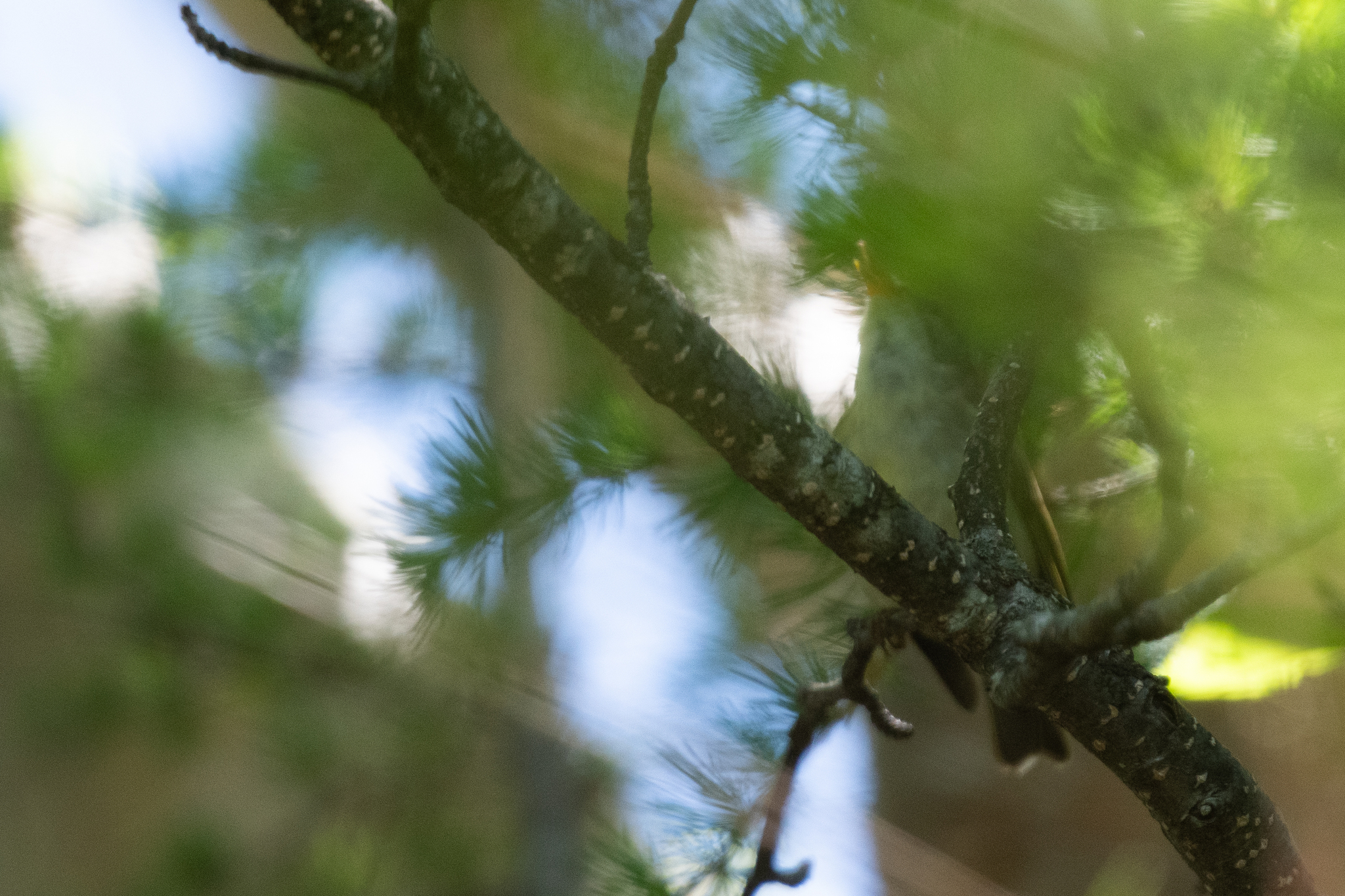Japanese Leaf Warbler