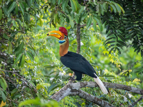 Knobbed Hornbill (Rhyticeros cassidix), photo 6