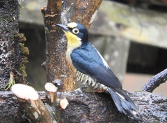 Melanerpes flavifrons