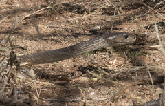 Dendroaspis polylepis