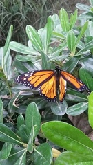 Danaus plexippus