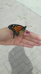 Danaus plexippus