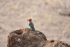 Trachyphonus erythrocephalus