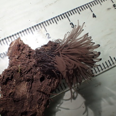 Stemonaria irregularis