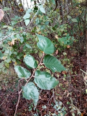 Planera