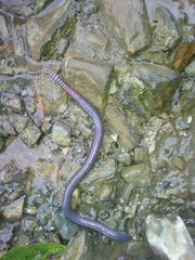 Gymnophiona