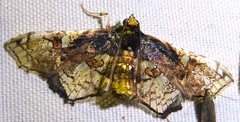 Omphisa anastomosalis