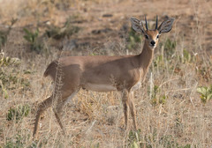 Raphicerus campestris steinhardti