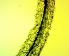 Stemonaria irregularis