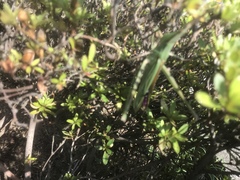 Acrida cinerea