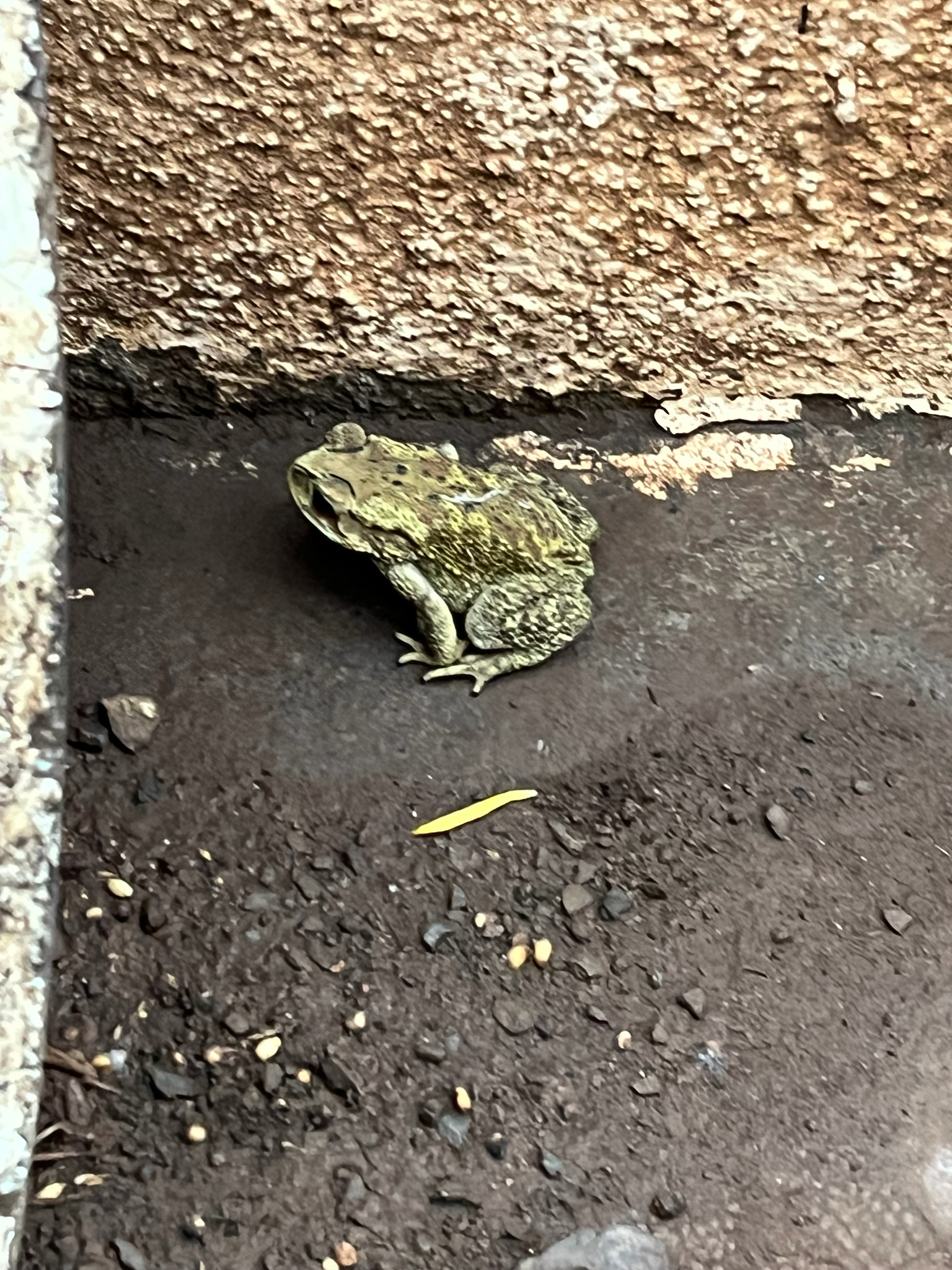 Indian Common True Toad