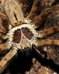 Heteropoda venatoria