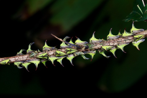 Thorn Treehopper