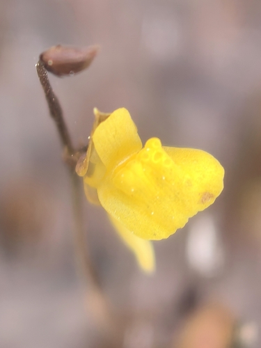 Utricularia scandens observed 2025-06-28