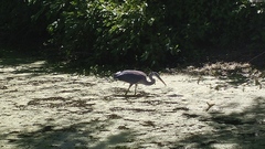 Ardea herodias