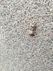 Meropleon diversicolor