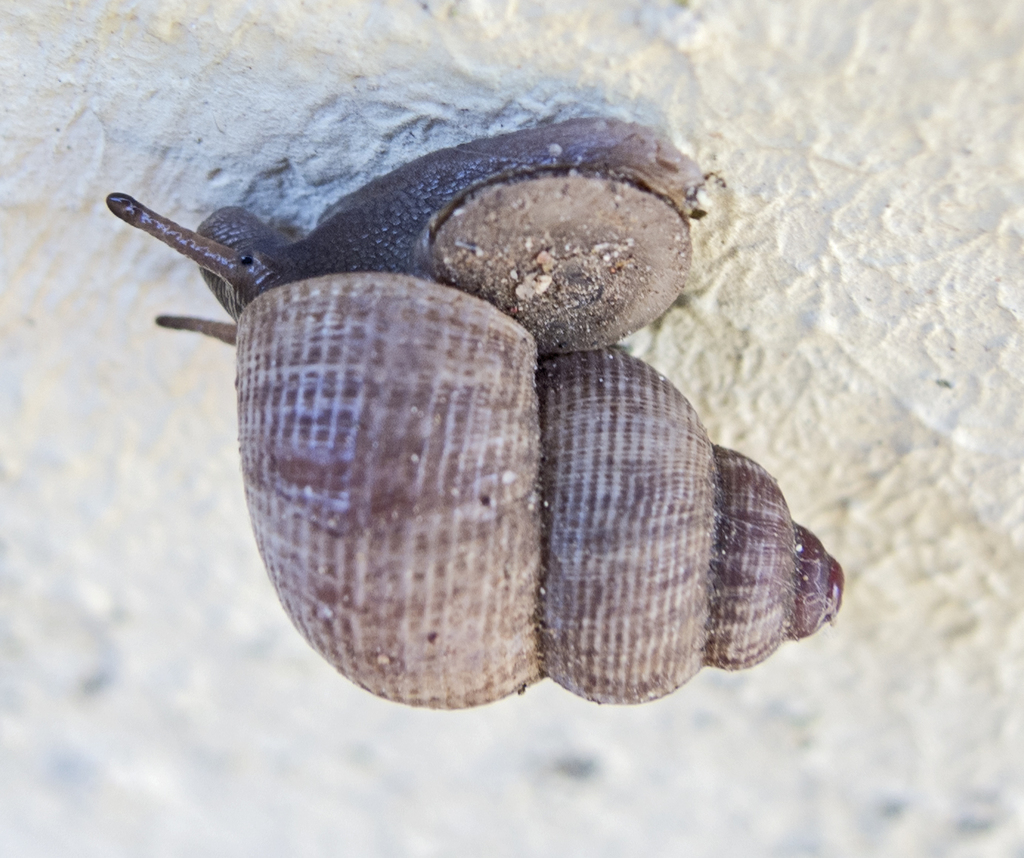 Land Winkles