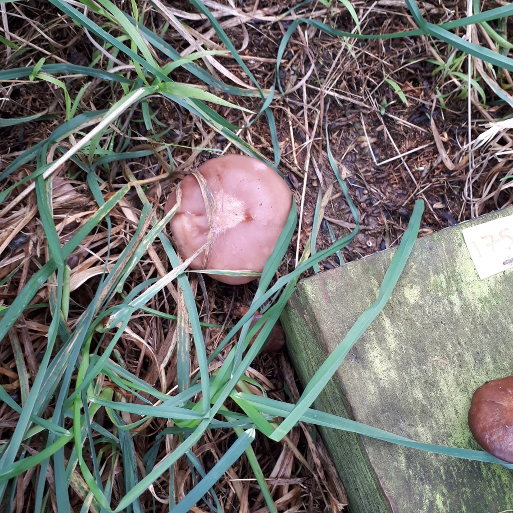 Collybia nuda · June 2025 · photo: © dannali (iNaturalist, cc0)
