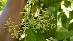 Cinnamomum carolinense