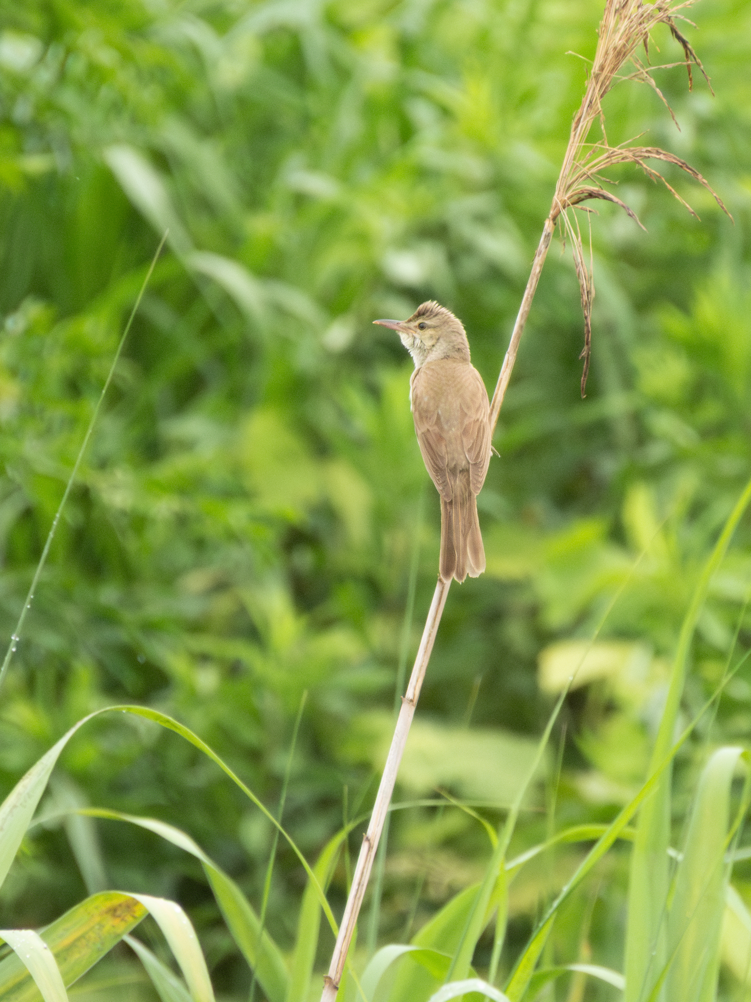 Acrocephalus orientalis (Temminck & Schlegel, 1847)