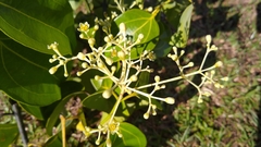 Cinnamomum carolinense