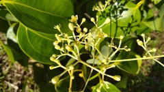 Cinnamomum carolinense