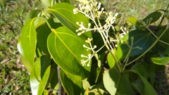 Cinnamomum carolinense
