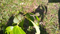 Cinnamomum carolinense