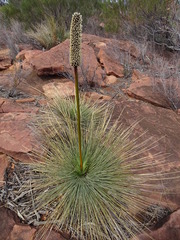 Xanthorrhoea quadrangulata