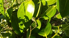 Cinnamomum carolinense