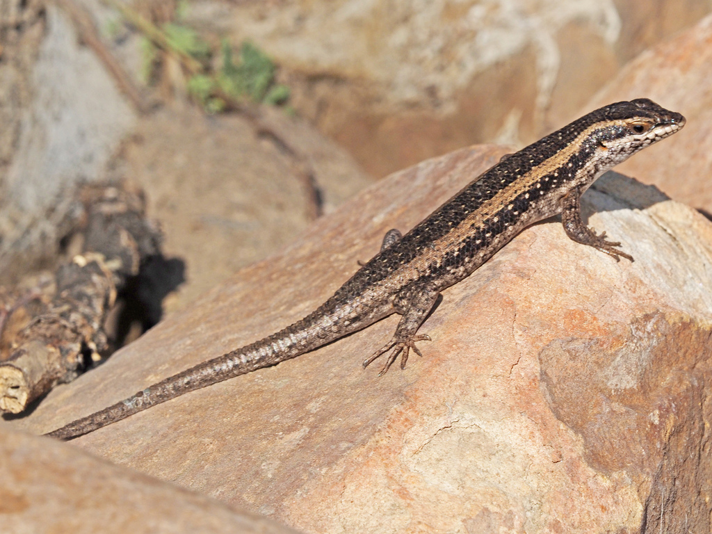 Kalahari Tree Skink