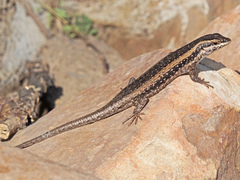 Kalahari Tree Skink photo 1