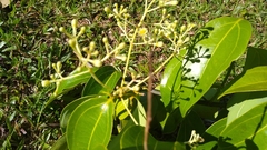 Cinnamomum carolinense